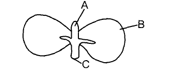 photosynthesis