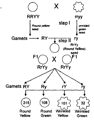 photosynthesis